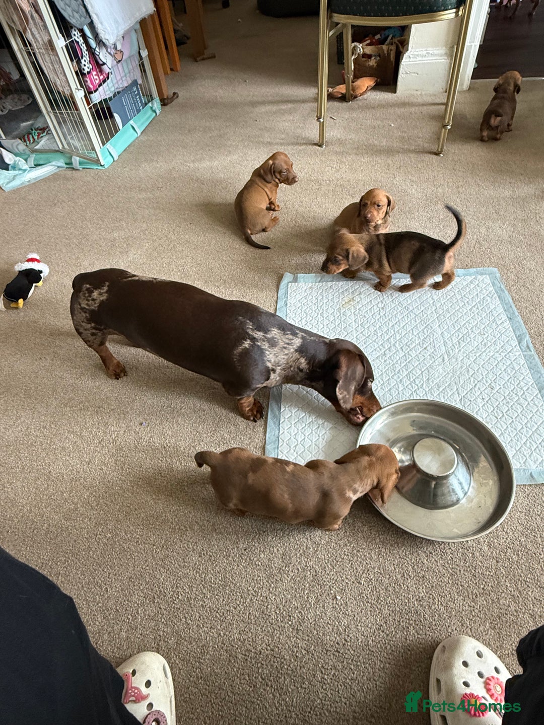 Miniature Dachshund dogs for sale: 5 miniature dachshund puppies  - Image 27