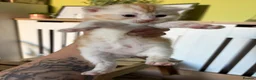 British Shorthair cats for sale: Kittens - Advert 9