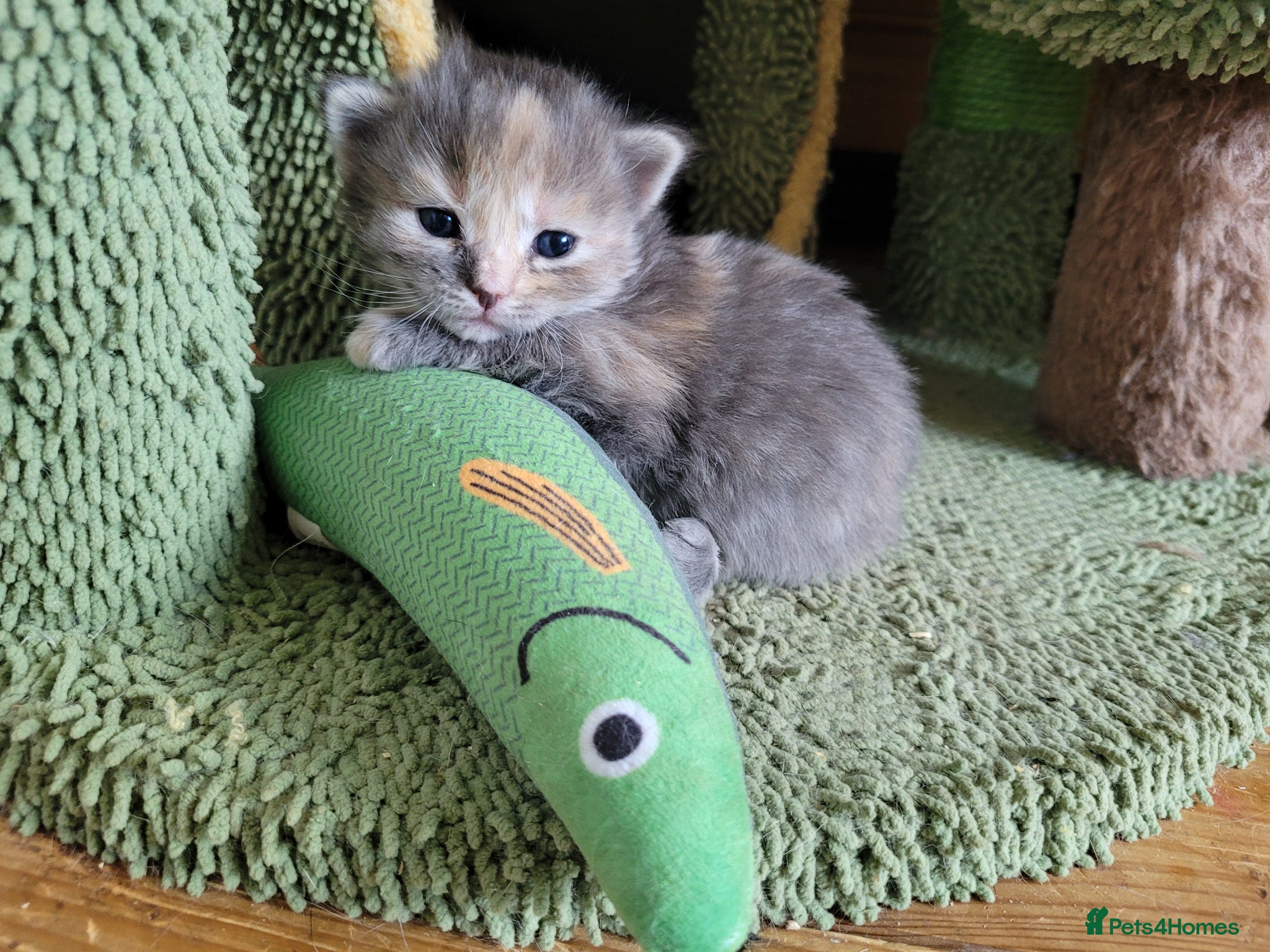 Mixed Breed cats 3 girl kittens  - Advert 2