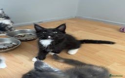 Maine Coon cats for sale: Maine Coon kittens Available!!!! - Image 15