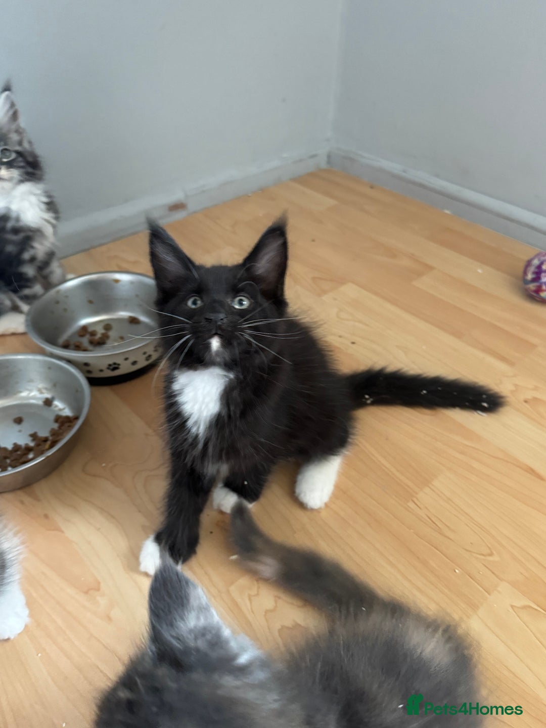 Maine Coon cats for sale: Maine Coon kittens Available!!!! - Image 15