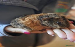 Guinea Pig rodents for sale: Baby guinea pigs - Image 10