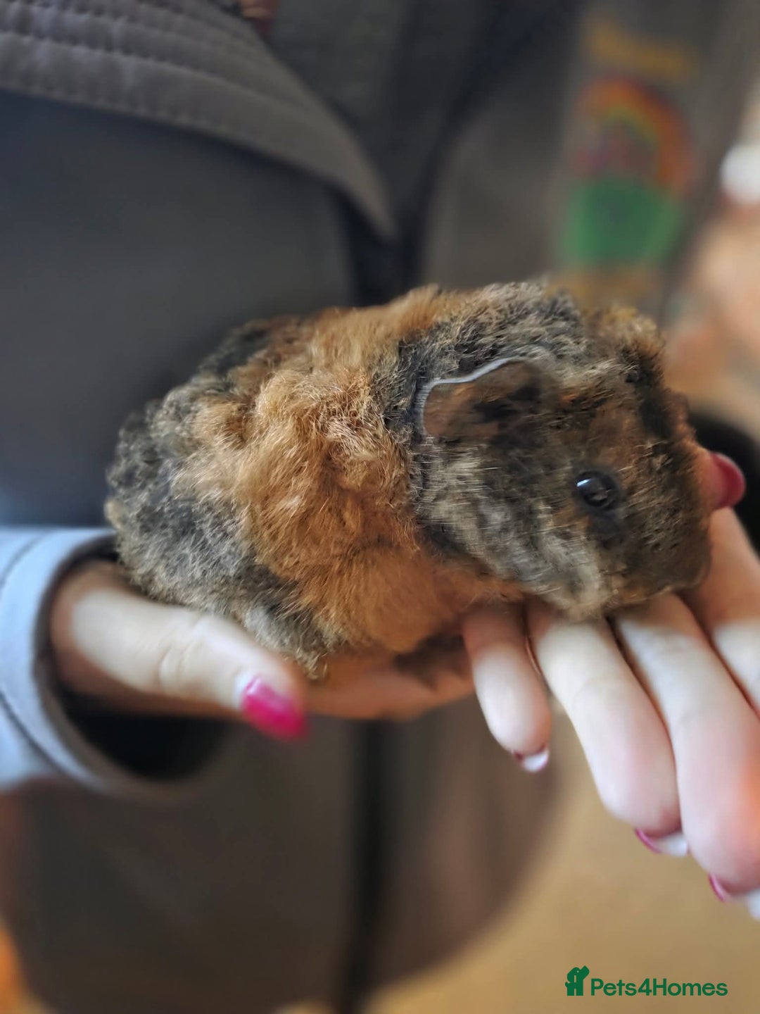 Guinea Pig rodents for sale: Baby guinea pigs - Image 10