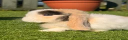 Mini Lop rabbits for sale: Beautiful small mini lop babies  - Advert 5