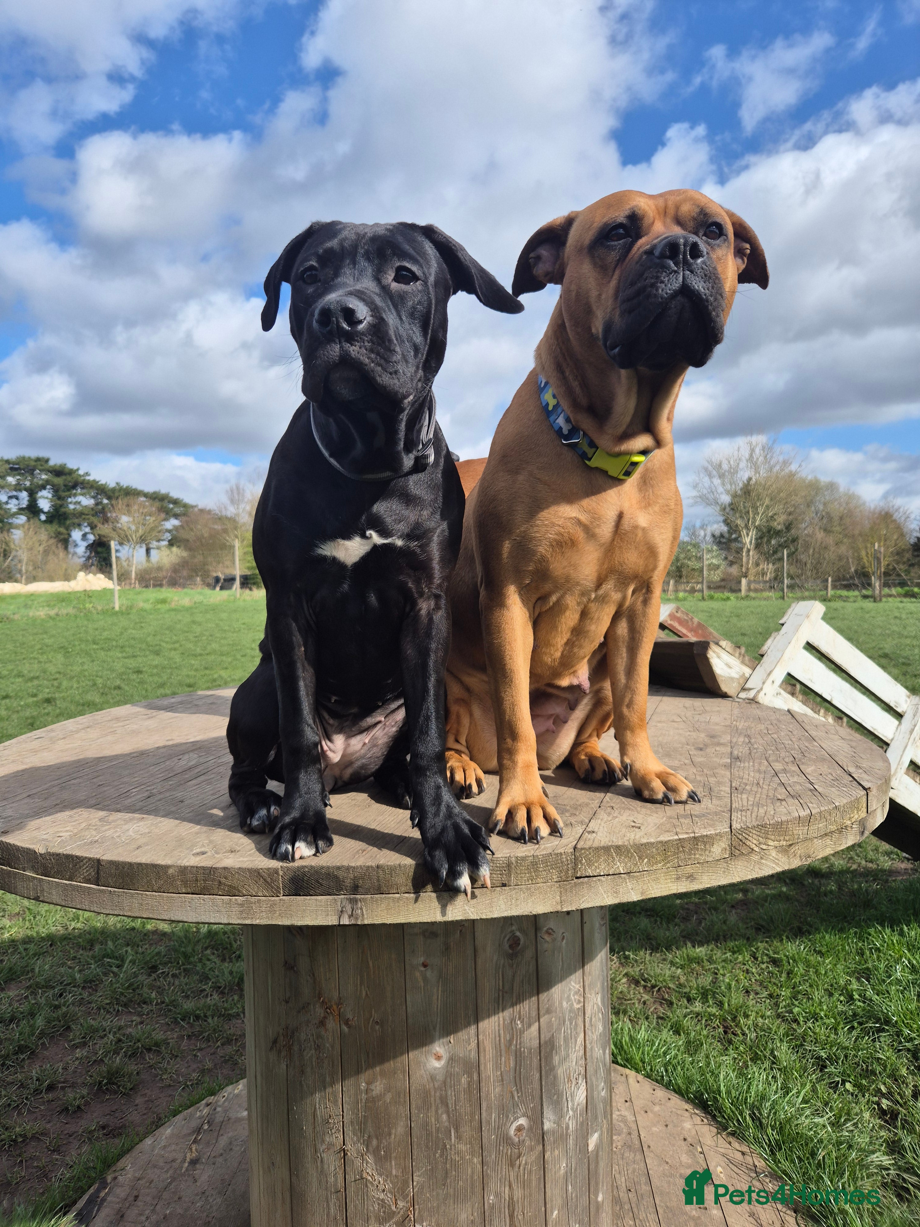 Mixed Breed dogs Bullmastiff Cross Puppies  - Advert 5