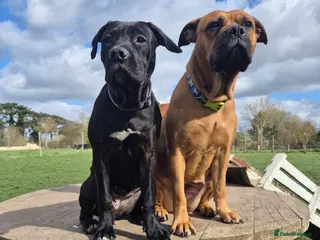 Mixed Breed dogs Bullmastiff Cross Puppies - Advert 5