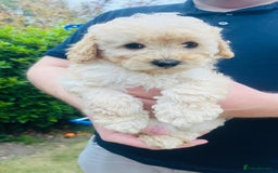 Labradoodle dogs for sale: Chunky Miniature Soft Curled Labradoodle Pups - Image 18