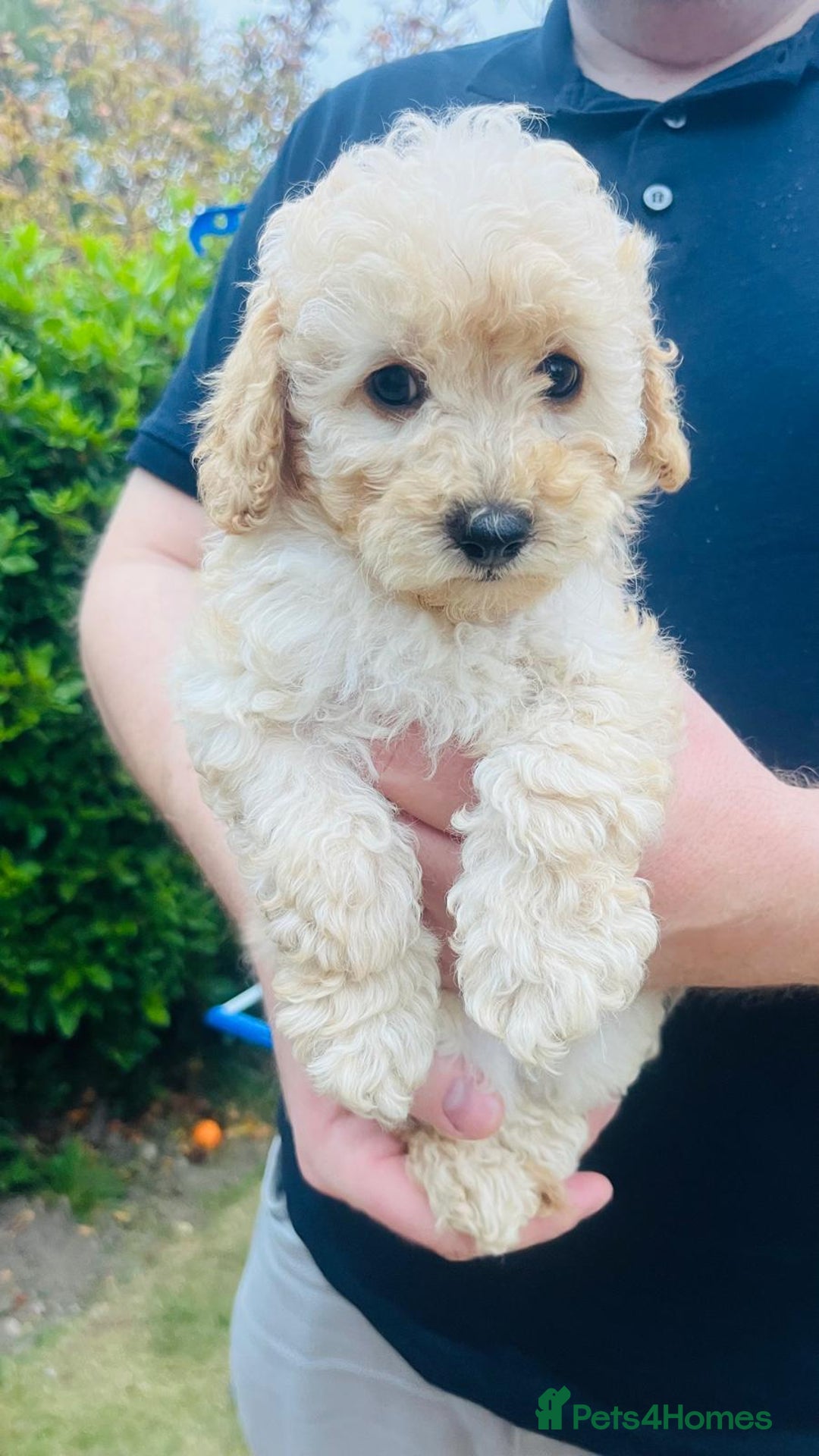 Labradoodle dogs for sale: Chunky Miniature Soft Curled Labradoodle Pups - Image 18