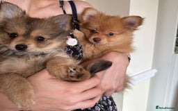 Pomeranian dogs for sale:  Adorable Pomeranian puppies  - Image 4