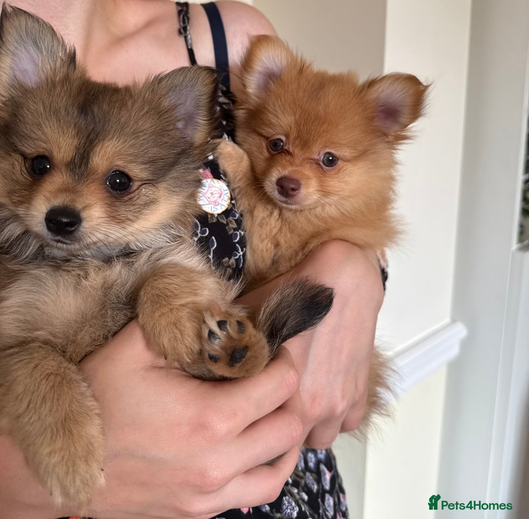 Pomeranian dogs for sale:  Adorable Pomeranian puppies  - Image 4