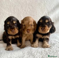 Cocker Spaniel dogs - Advert 8