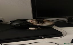 Asian cats for sale: Luna and euro  - Image 2
