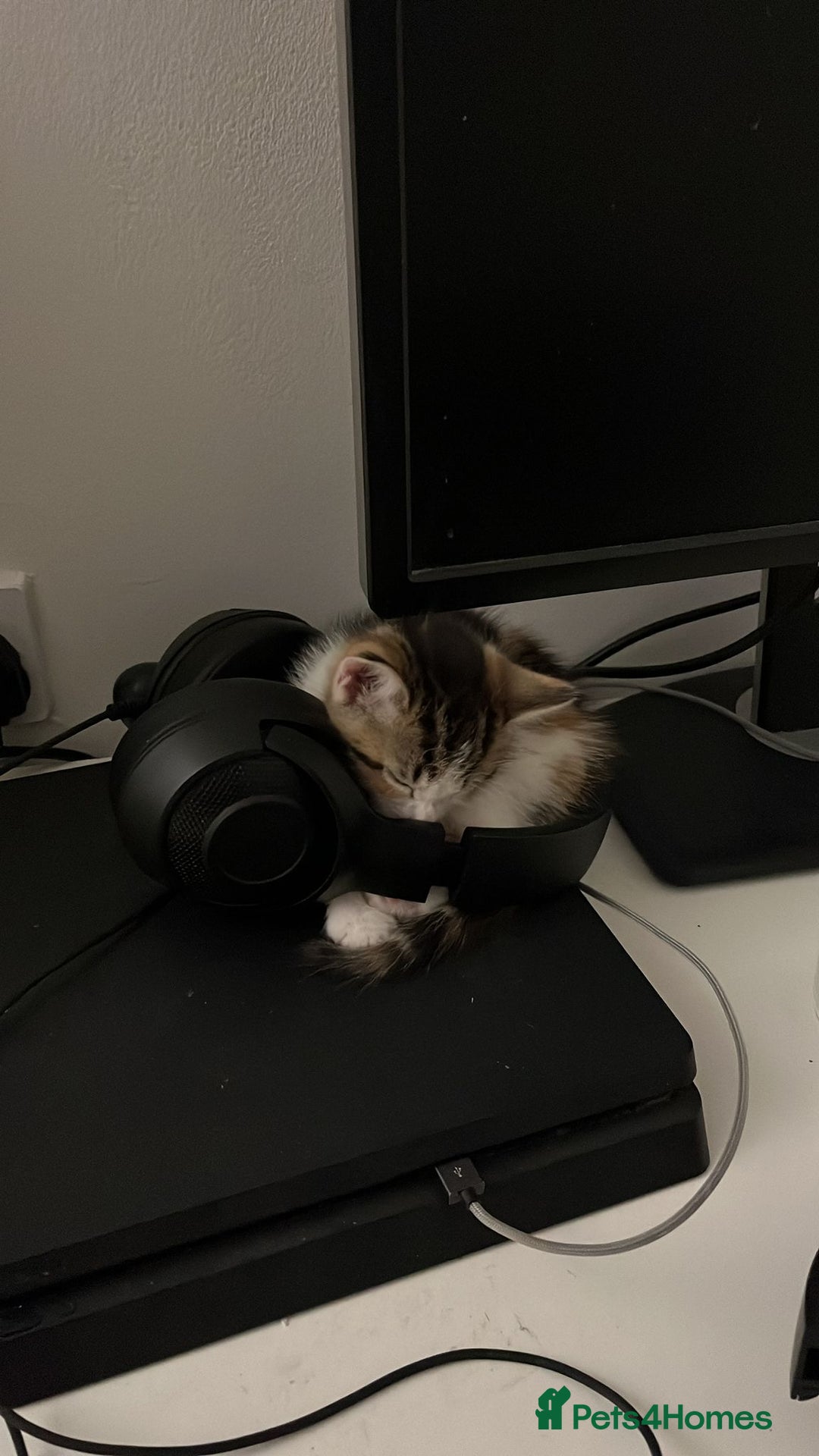 Asian cats for sale: Luna and euro  - Image 2