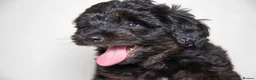 Havapoo dogs for sale: 3 Havapoo. 5 star breeder. - Advert 3