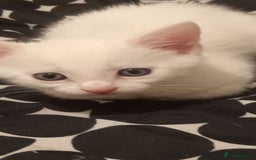 Turkish Angora cats for sale: White Turkish angora kitten  - Image 2