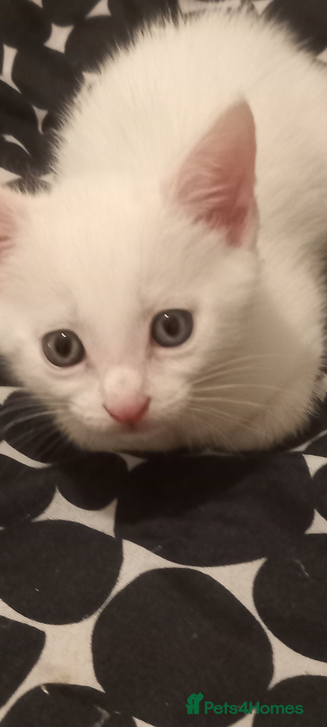Turkish Angora cats for sale: White Turkish angora kitten  - Image 2