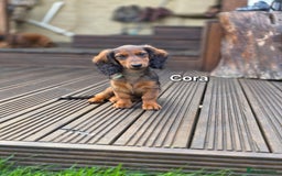 Dachshund dogs for sale: Red long-haired standard dachshund puppies - Image 28
