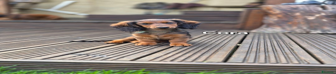 Cora 