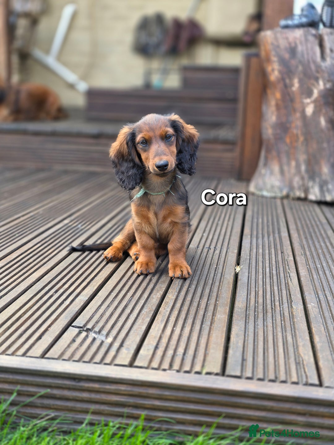 Dachshund dogs for sale: Red long-haired standard dachshund puppies - Image 28