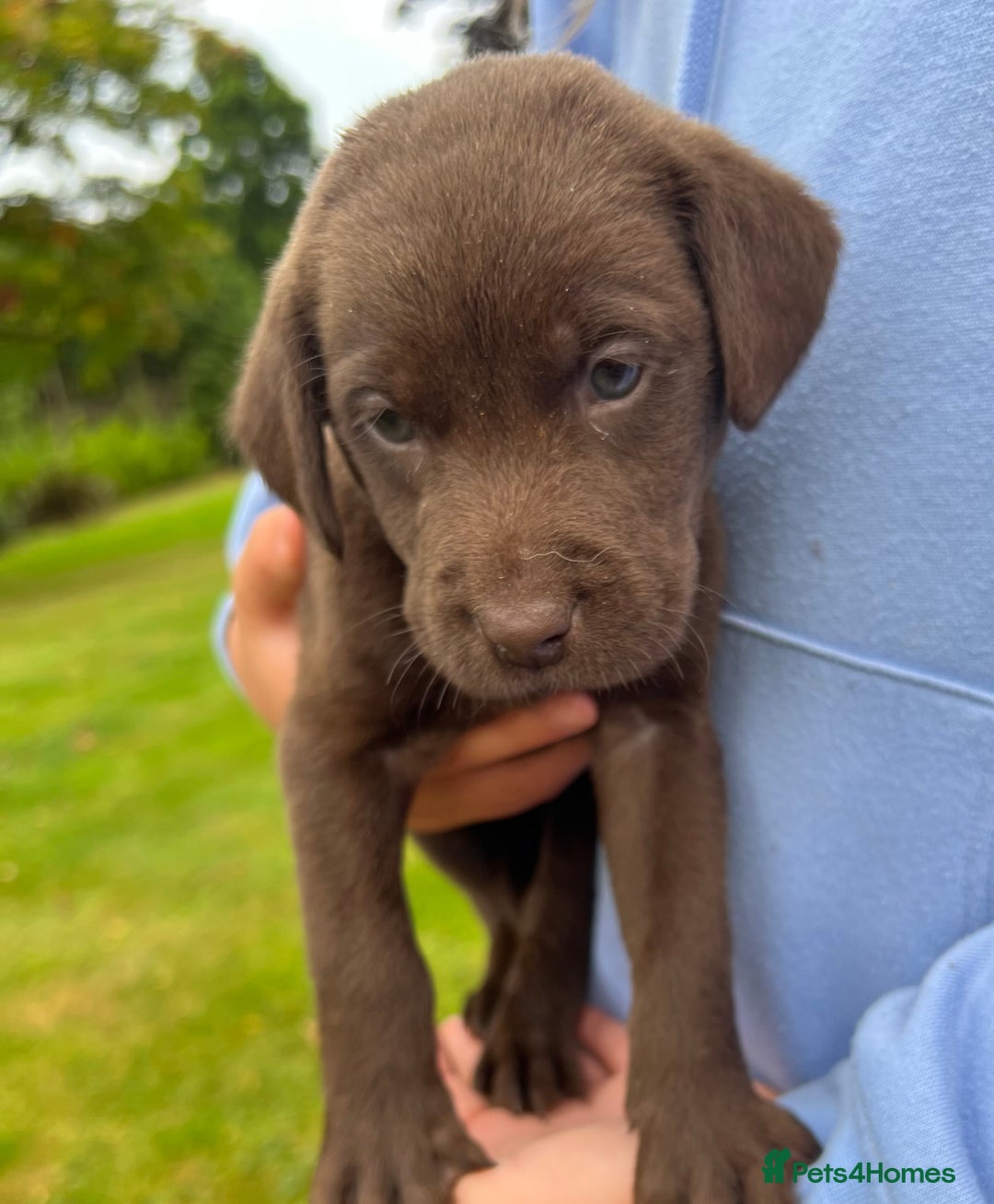 Labrador Retriever dogs for sale: STRONG CHUNKY KC CHOCOLATE PUPS HEALTH TESTED  - Image 8