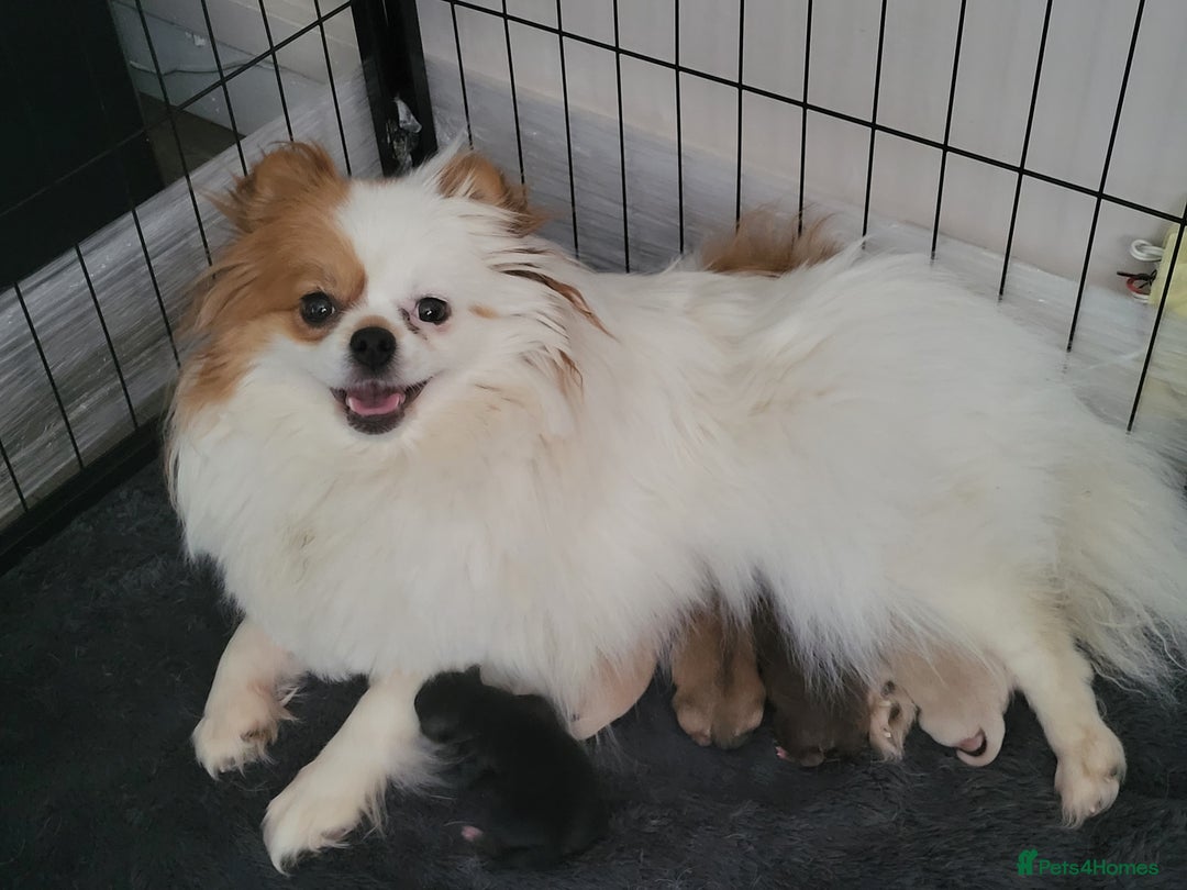 Pomeranian dogs for stud: Kc Pomeranian For Stud Duties - Advert 27