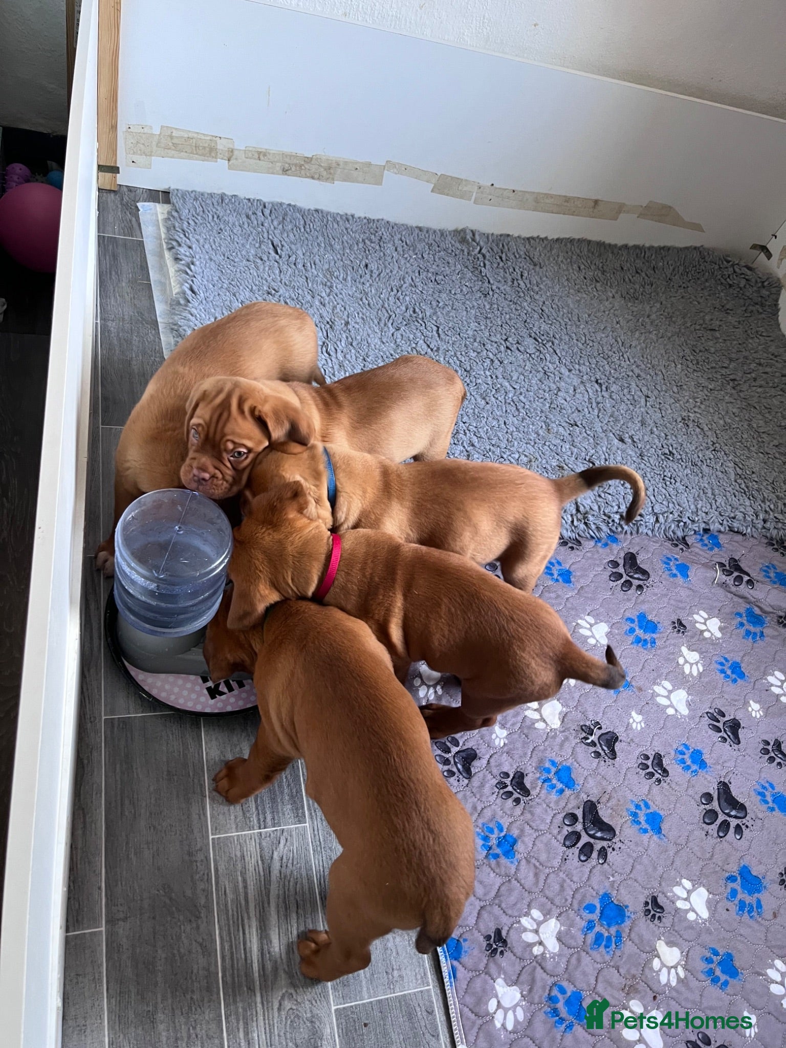 Dogue De Bordeaux dogs Exceptional KC Dogue de Bordeaux Puppies - Advert 4