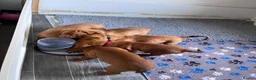 Dogue De Bordeaux dogs for sale: Exceptional KC Dogue de Bordeaux Puppies - Advert 3