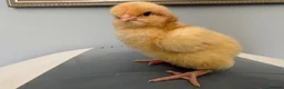 Chickens poultry for sale: Buff orpington chicks day olds to 3 week olds  - Advert 4