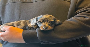 Miniature Dachshund dogs - Advert 9