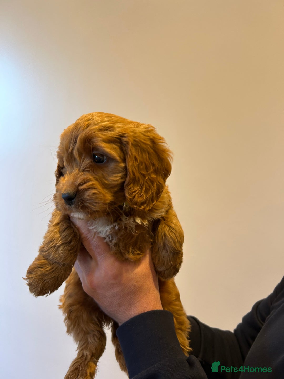 Cockapoo dogs for sale: Cockapoo puppies f1 gorgeous little babys - Advert 33