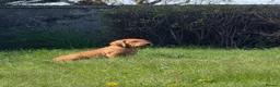 Mixed Breed dogs for sale: ALL REHOMED Vizslador Puppies  - Advert 11