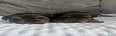Yorkshire Terrier 1