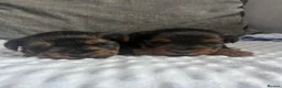 Yorkshire Terrier dogs for sale: Yorkshire terrier puppies - Advert 17
