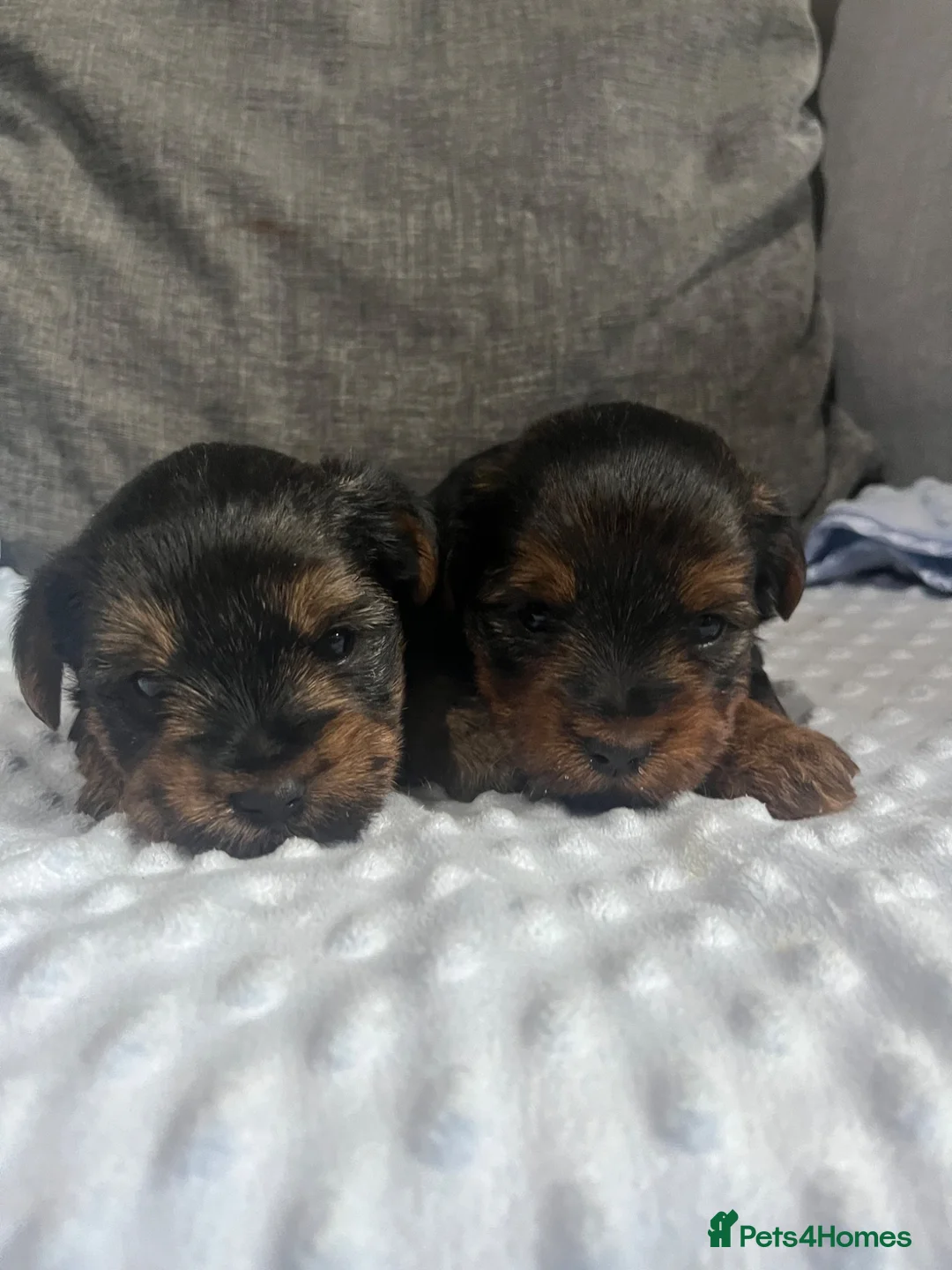 Yorkshire Terrier dogs for sale: Yorkshire terrier puppies - Advert 17