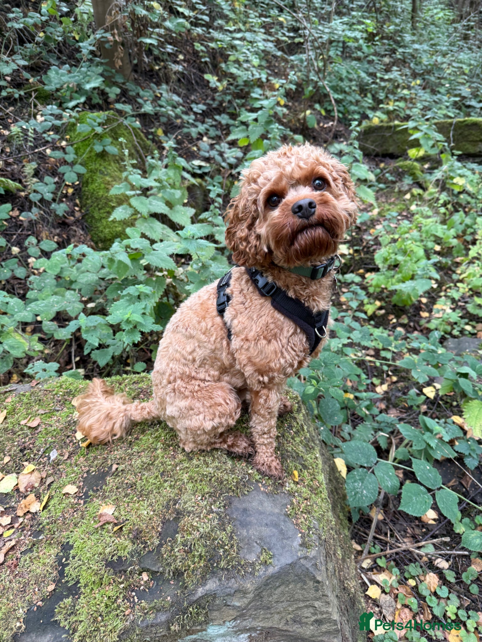 Cavapoo dogs for sale: Teddy 🐾 - Advert 6