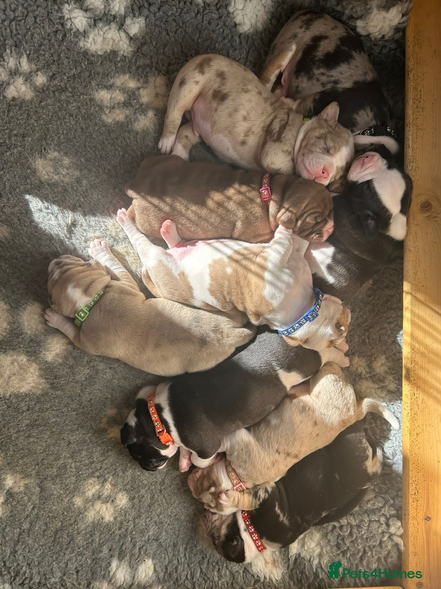 Mixed Breed dogs Old tyme bulldog x american bulldog puppies - Advert 6