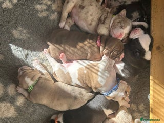 Mixed Breed dogs Old tyme bulldog x american bulldog puppies - Advert 7