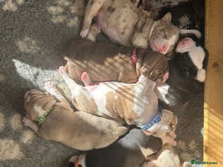 Mixed Breed dogs Old tyme bulldog x american bulldog puppies - Advert 8