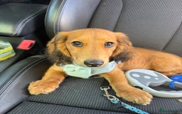 Dachshund dogs for sale: Miniature long haired dachshund  - Image 1