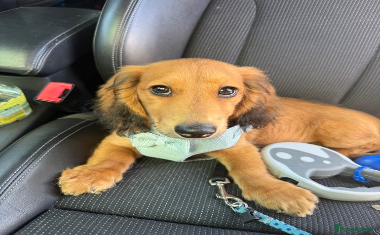 Dachshund dogs - Advert 1