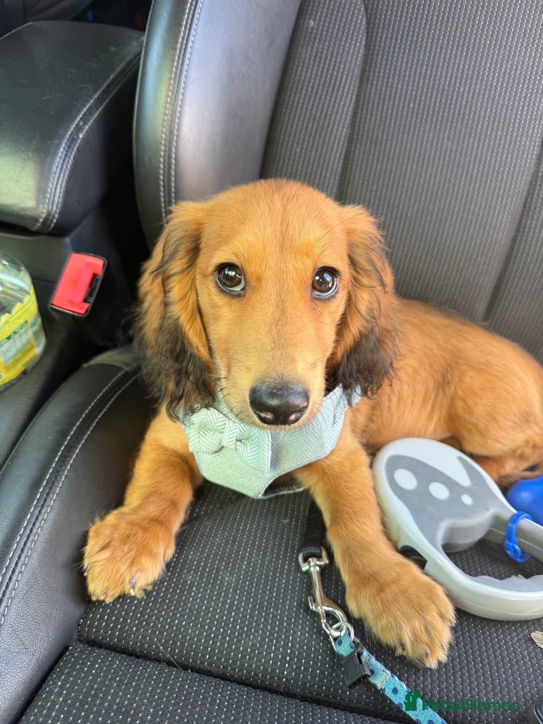 Dachshund dogs for sale: Miniature long haired dachshund  - Image 1