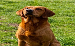 Labrador Retriever dogs for stud: Fox Red Labrador- For Stud in Uttoxeter - Image 2