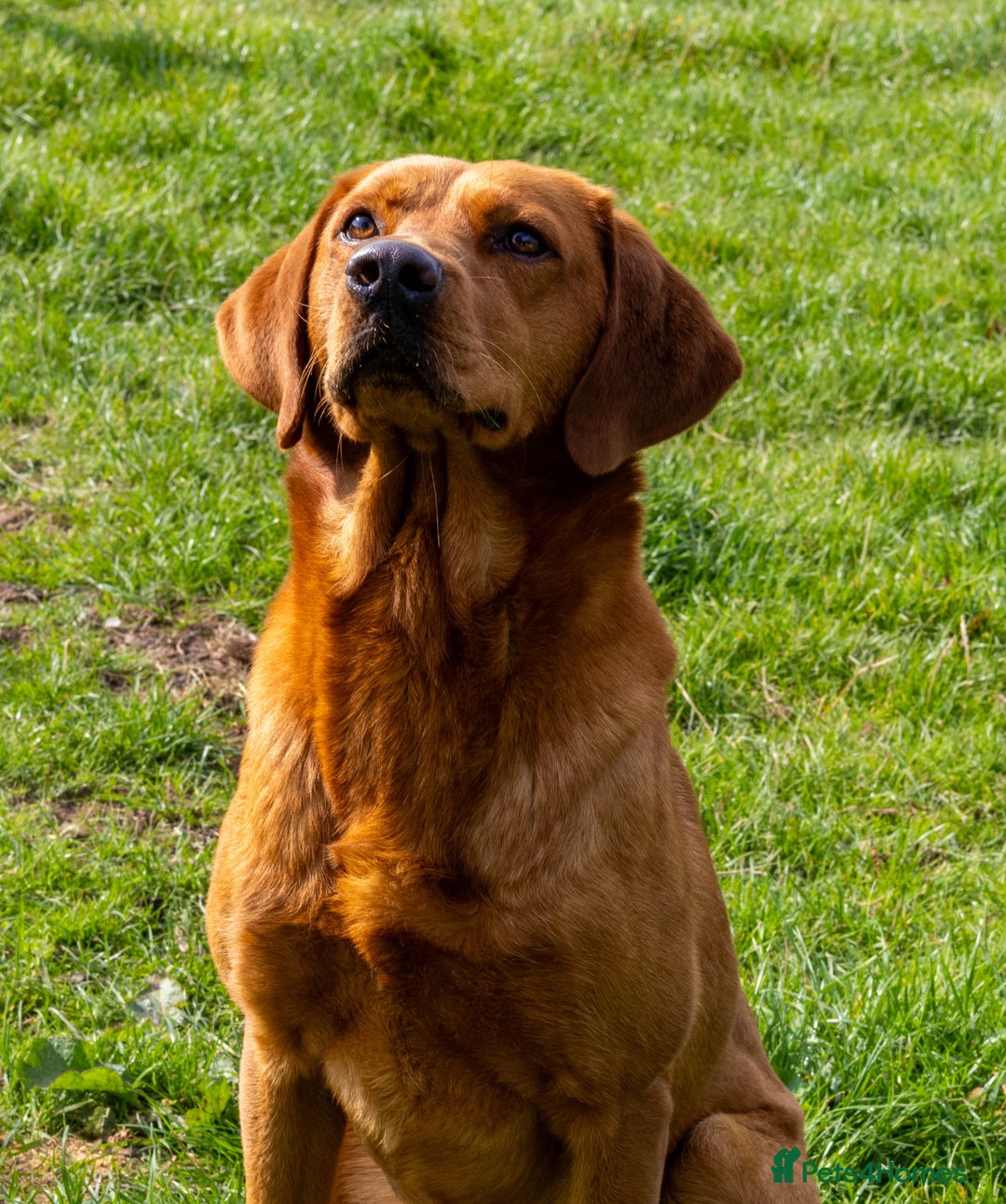 Labrador Retriever dogs for stud: Fox Red Labrador- For Stud in Uttoxeter - Image 2