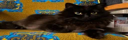 Mixed Breed cats for sale: Munch - Advert 1