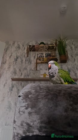 Parrots birds - Advert 14