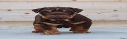 English Bulldog dogs for sale: Outstanding Litter of English Bulldogs - Advert 14