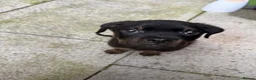 Rottweiler dogs for sale: Rottweiler puppy in Bolton - Advert 6