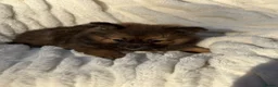 Pomeranian dogs for sale: 🐾 Teddy Pomeranian Puppies Ready To Home 🐾 - Advert 9