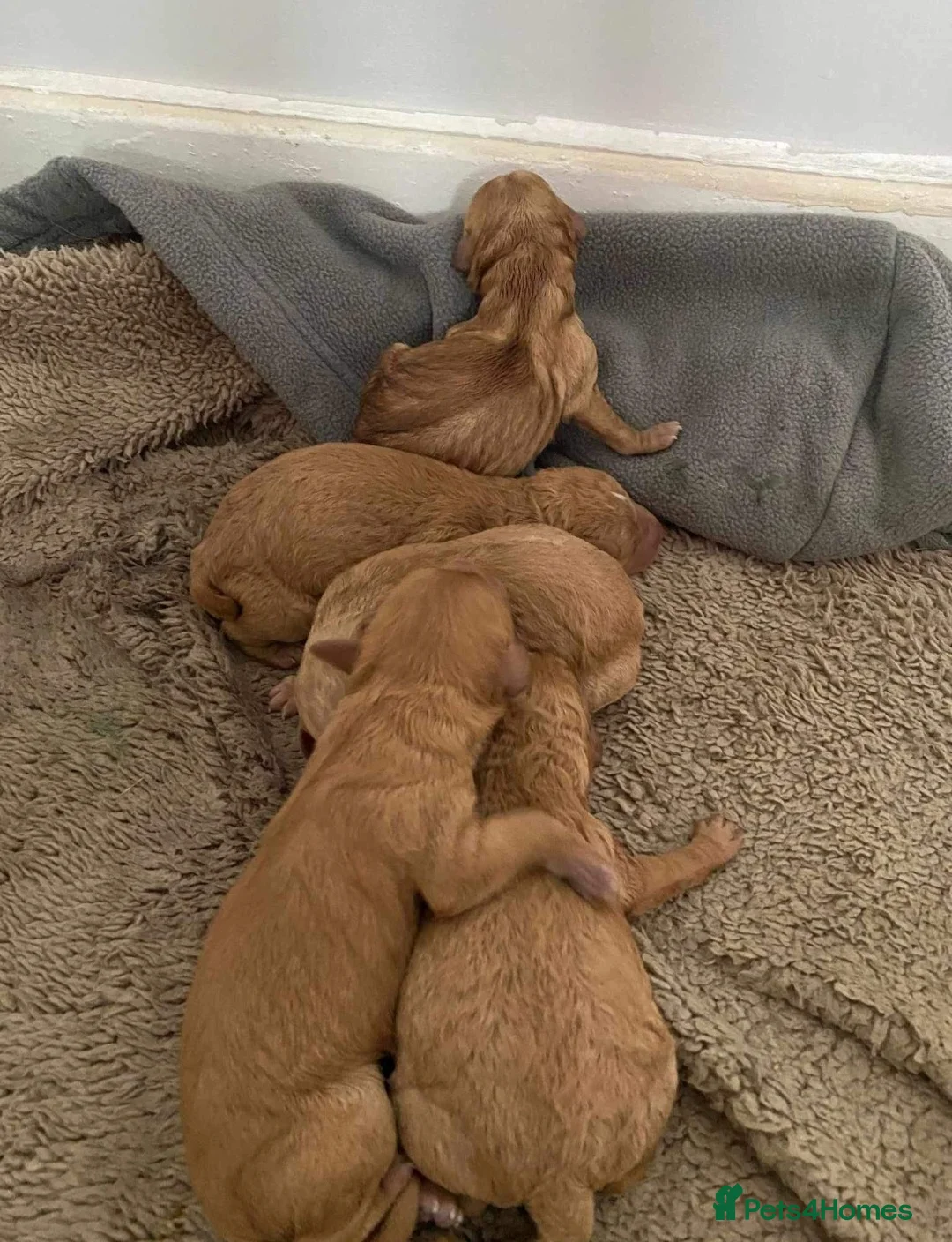 Cockapoo dogs for stud: Beige cockapoo F1b for stud in Coalville - Advert 8