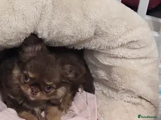 Chihuahua dogs Incredible chihuahua Boy - Advert 6